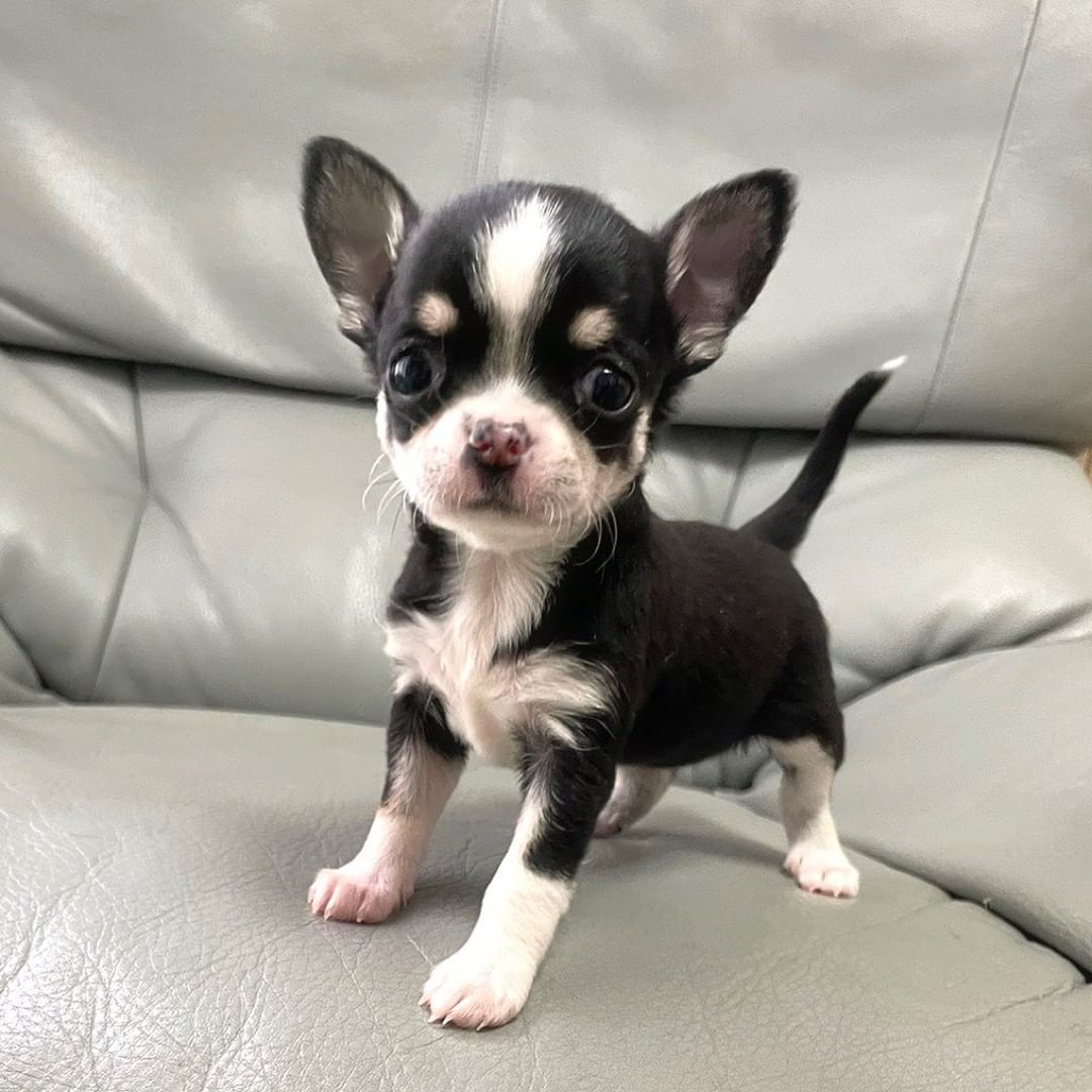 The Chihuahua Home